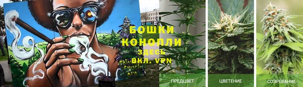 прущие грибы Арсеньев